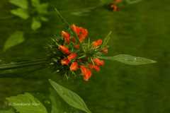 Leonotis nepetifolia